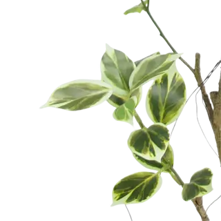 Faux Potted Ficus Trees