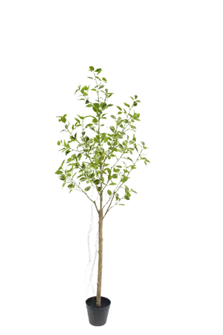 Lifelike Ficus Tree 