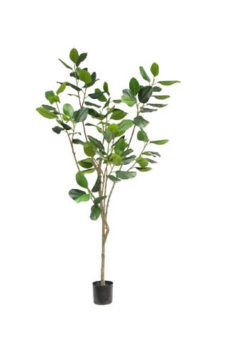 230CM Potted Ficus Tree