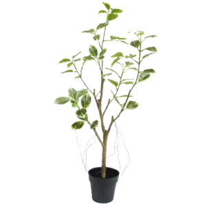 Potted Artificial Variegated Ficus Tree, 60 CM