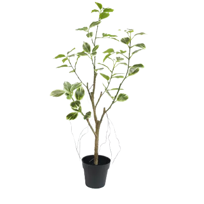 Potted Artificial Variegated Ficus Tree, 60 CM