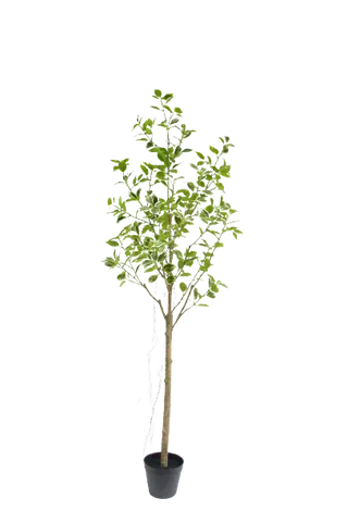 Variegated Ficus Trees