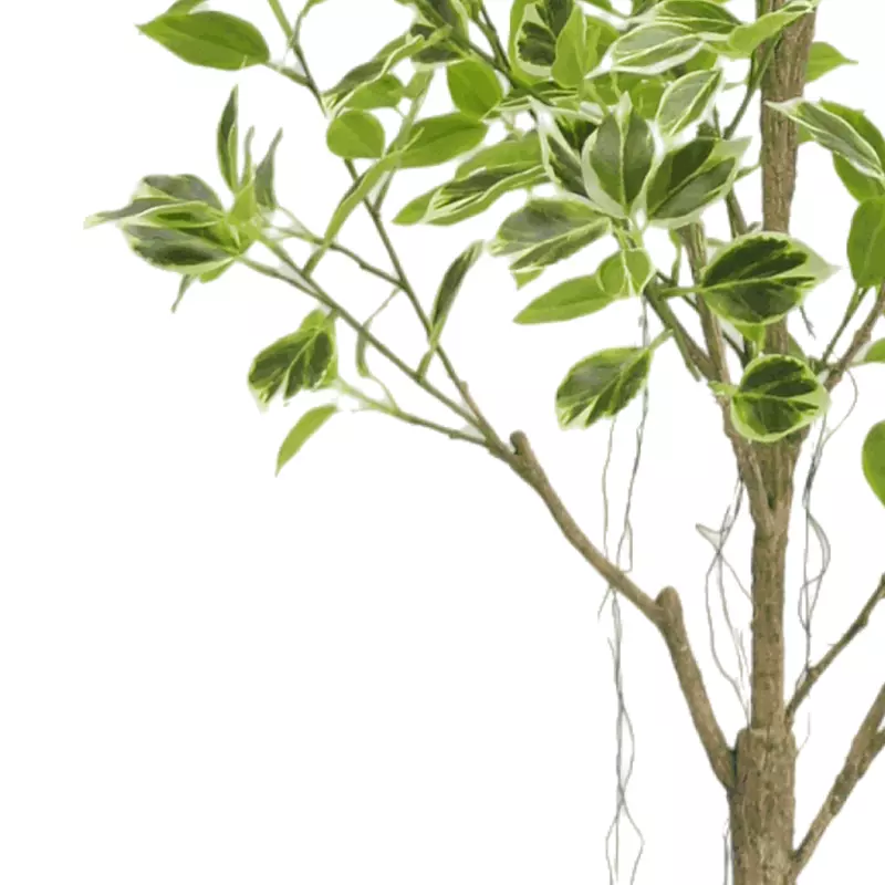 Faux Variegated Ficus Trees with Pot, 180 CM