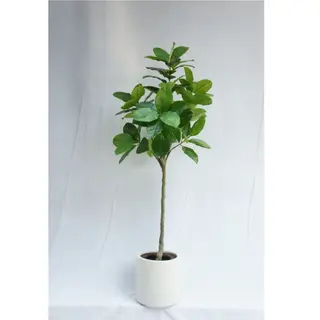 Artificial Lifelike Ficus Altissima, 150CM