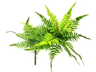 9 Leaves Artificial Pteris Fern Bunches 32cm
