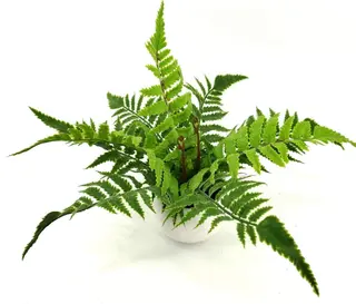 Single Branch 9 Leaves 28cm Artificial Pteris Bonsai Ferns