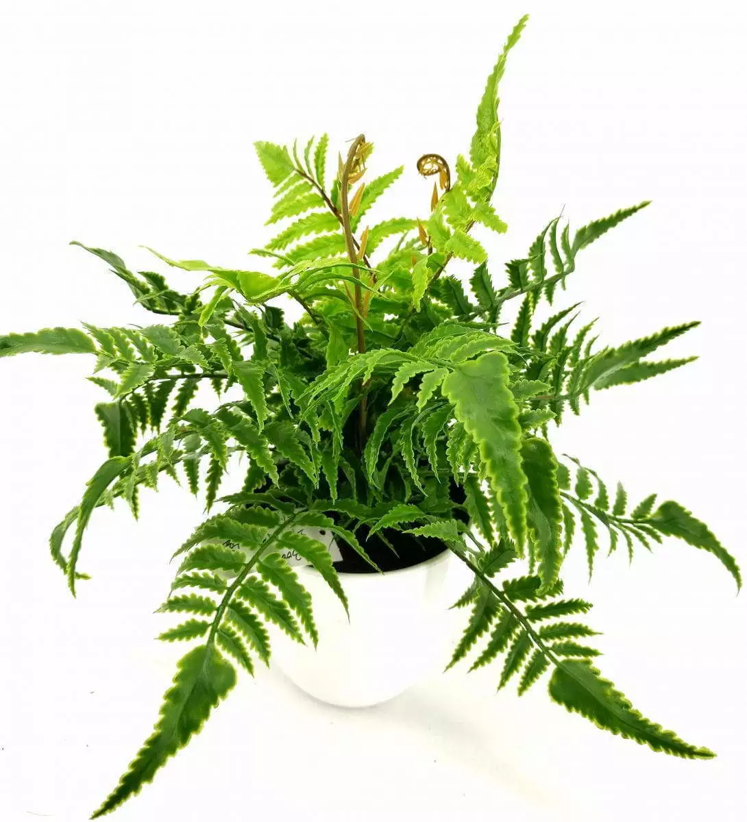 Single Branch 9 Leaves 28cm Artificial Pteris Bonsai Ferns
