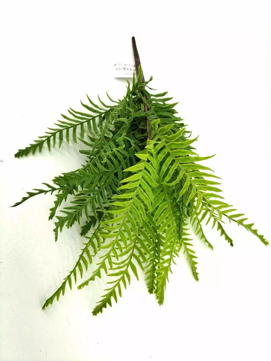 9 Leaves Artificial Dragon Boat Fern Leaf Bunches Manufacturer in China,32cm