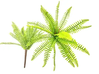 25 leaves Artificial Boston Fern Leaf bunches 50cm