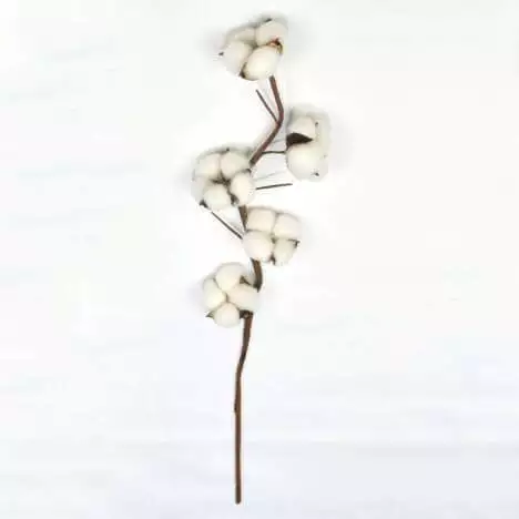 100% Natural Cotton Flower, 5 Head, 60 CM