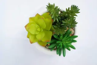Faux Potted Succulent Artificial Plant Arrangement in White Planter Faux Potted Succulent Artificial Plant Arrangement in White Planter