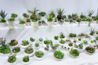 Artificial Succulents Fake Plants with Pots for Home and Office Decoration Artificial Succulents Fake Plants with Pots for Home and Office Decoration