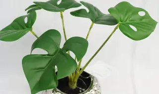 Monstera Mini Plant, 26 CM Monstera Mini Plant, 26 CM