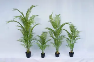 Artificial Areca Palm Bonsai, 90 CM - 210 CM Artificial Areca Palm Bonsai, 90 CM - 210 CM