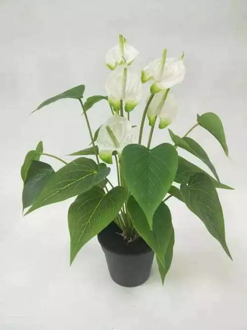 Sharetrade - Artificial Anthurium Andraeanum