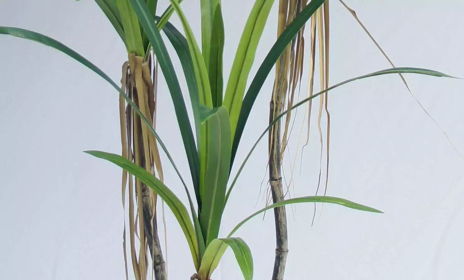 Artificial Dracaena Angustifolia Bonsai, 120 CM - 240 CM