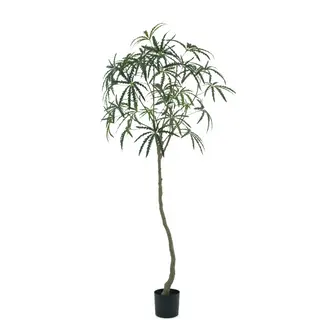 Artificial False Aralia Tree (KD), 190cm – Wholesale Faux Trees for Commercial Décor Projects