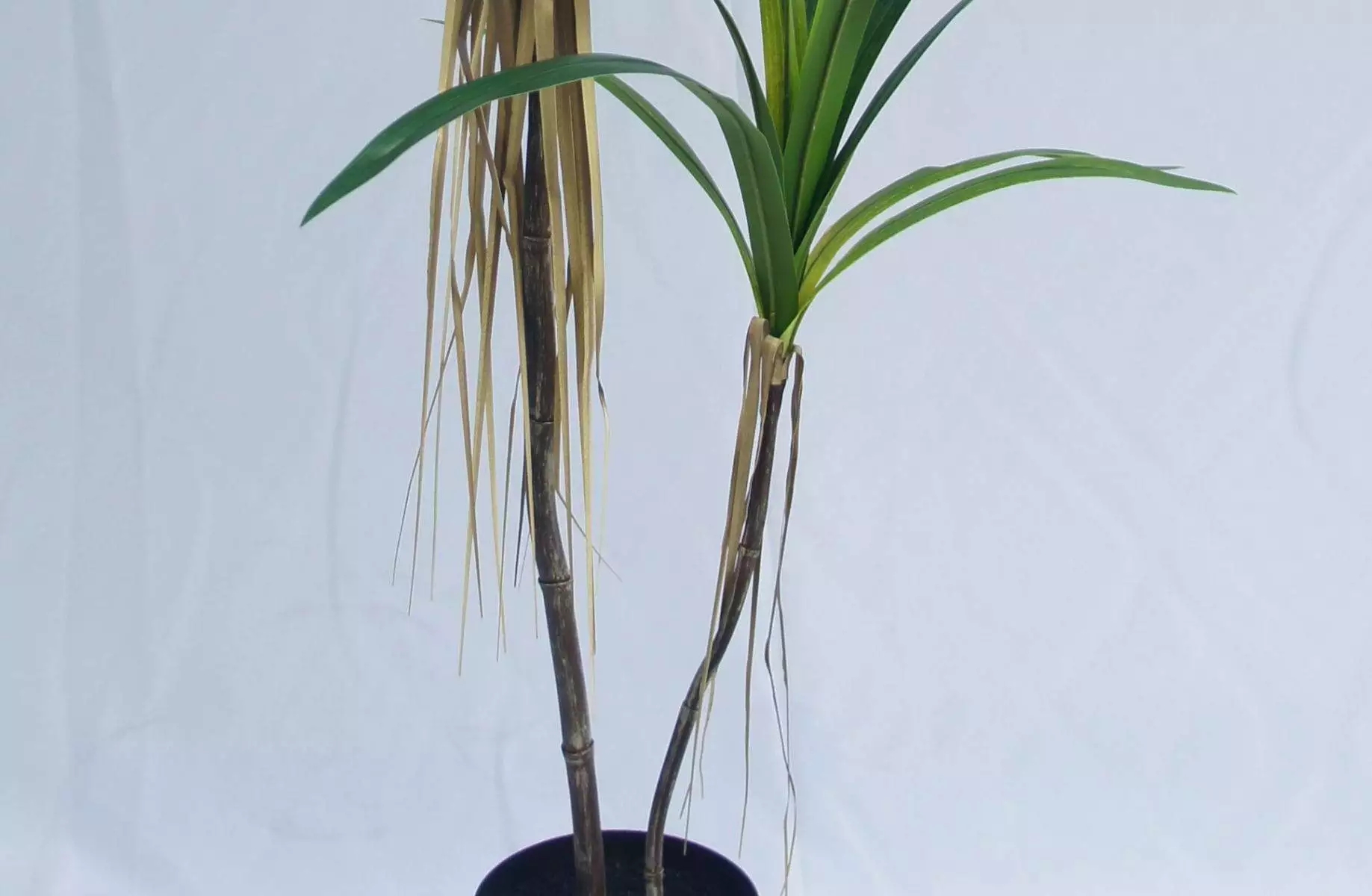 Artificial Dracaena Angustifolia Bonsai, 120 CM - 240 CM