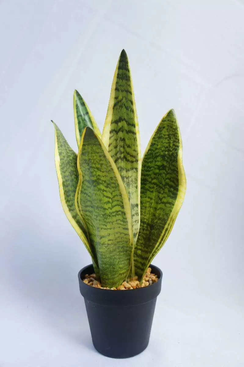 Artificial Snake Plant, 45 CM