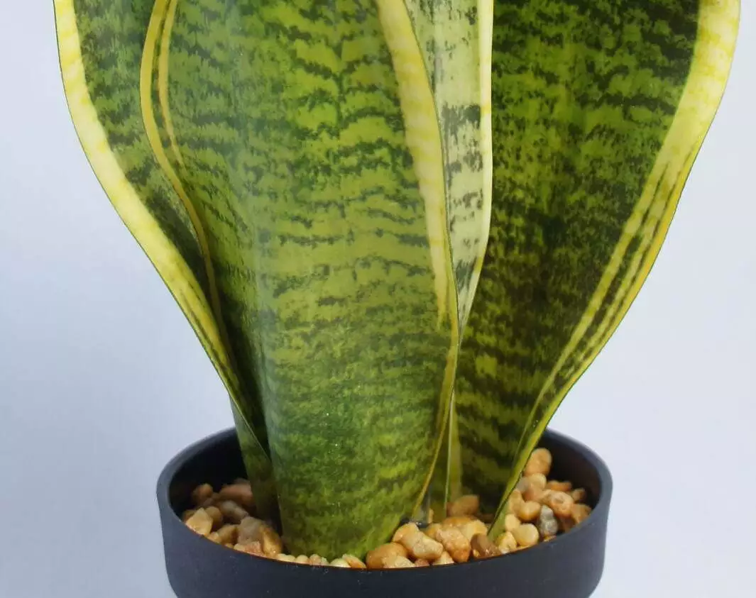 Artificial Snake Plant, 45 CM