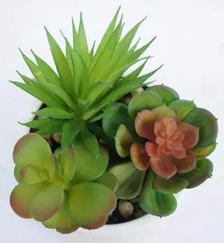 Real Looking Succulent for Decoration Real Looking Succulent for Decoration