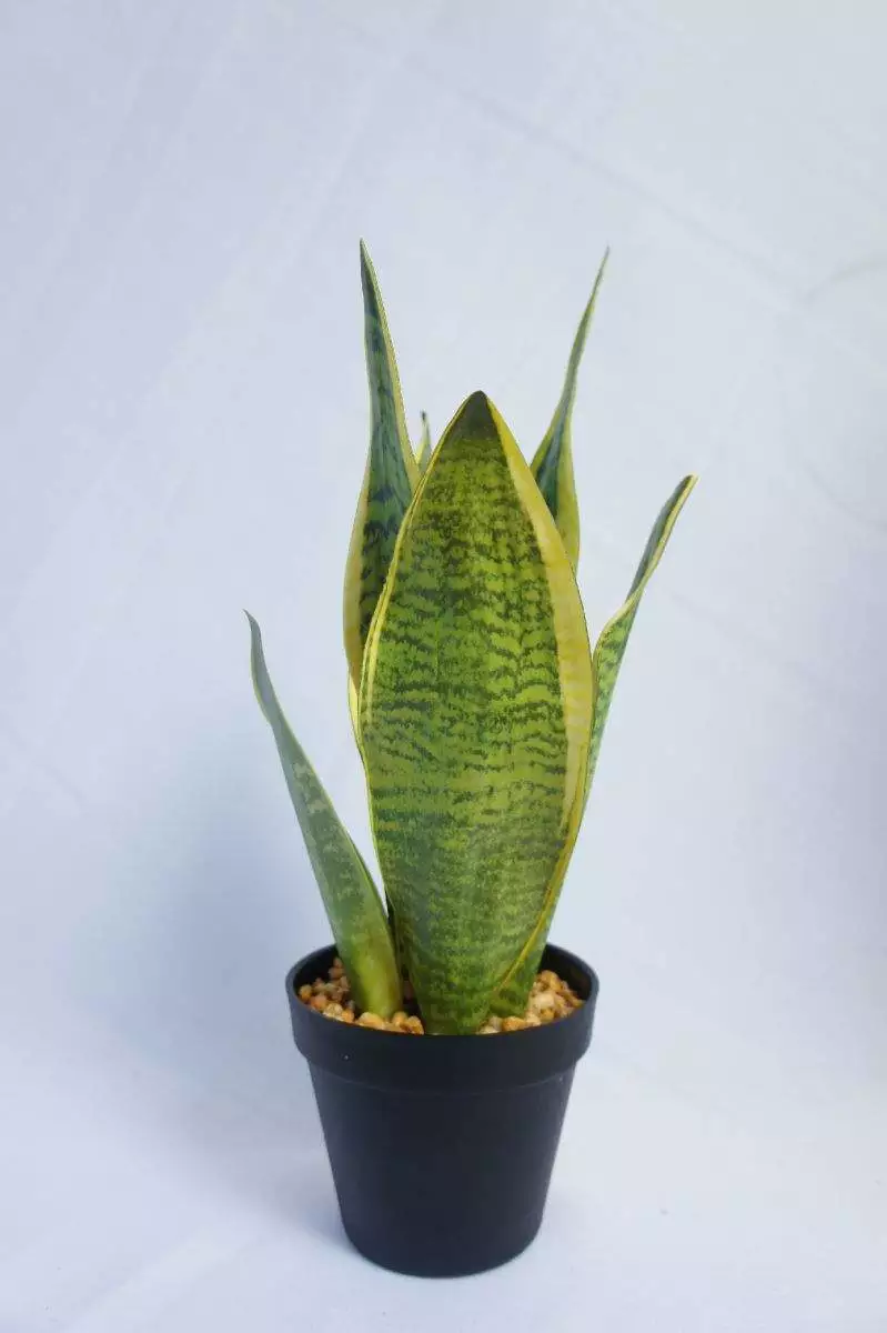 Artificial Snake Plant, 45 CM