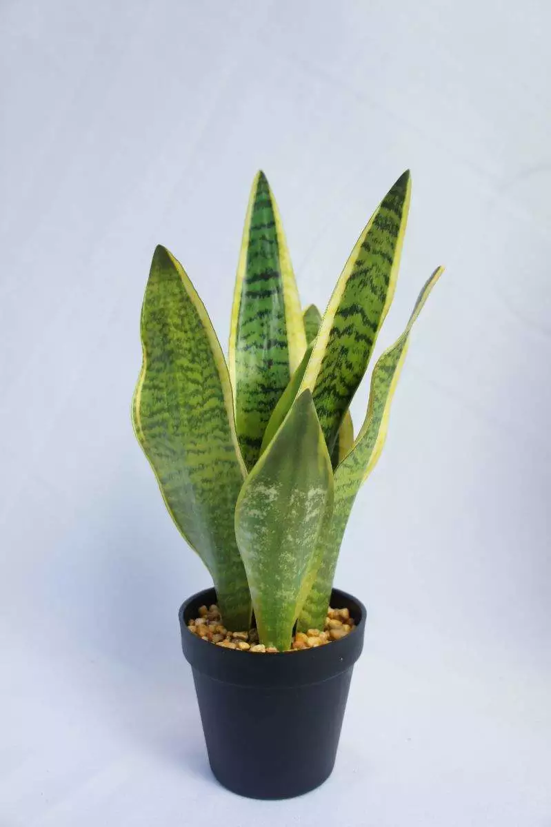 Artificial Snake Plant, 45 CM