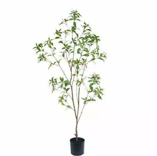 Best selling Artificial Pieris Japonica Tree, 150 CM