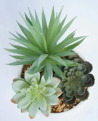 Artificial Succulent Plants with White Pots Realistic Greenery Artificial Succulent Plants with White Pots Realistic Greenery