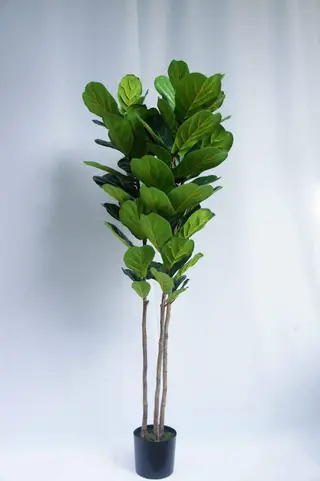 Artificial Ficus Lyrata Tree, 180 CM Artificial Ficus Lyrata Tree, 180 CM