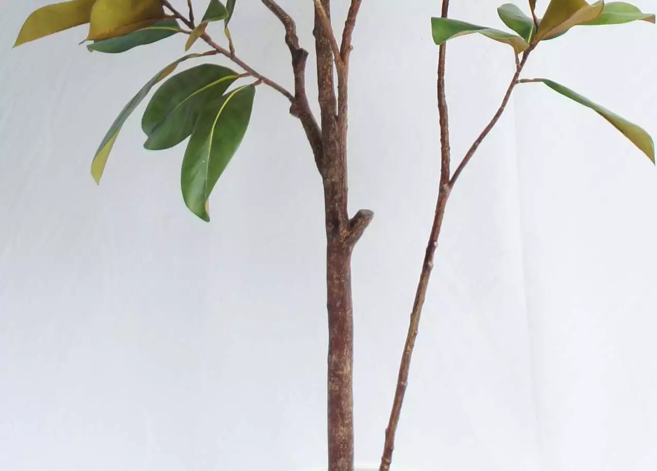 Artificial Magnolia Tree With Black Plastic Pot, 180 CM