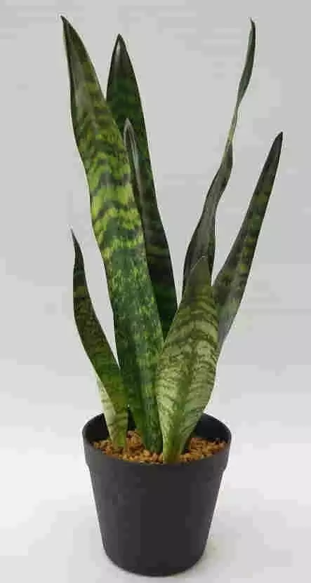 2020 Newest Artificial Snake Plant, 30 CM - 72 CM, Potted