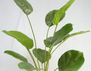 Artificial Maranta 12 Leaves, 58 CM Artificial Maranta 12 Leaves, 58 CM