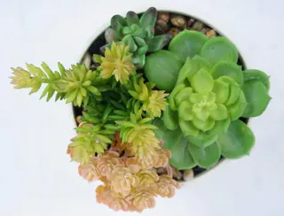 Artificial Succulent Plants with White Planter Artificial Succulent Plants with White Planter