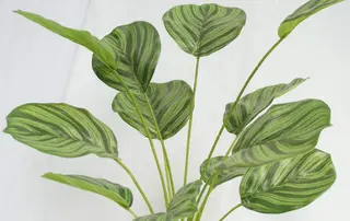 Artificial Arrowroot 12 Leaves, 58 CM Artificial Arrowroot 12 Leaves, 58 CM