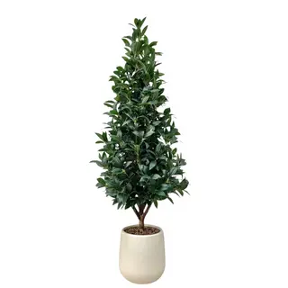 1260-Leaf Artificial Real Trunk Laurel Tree, 150cm