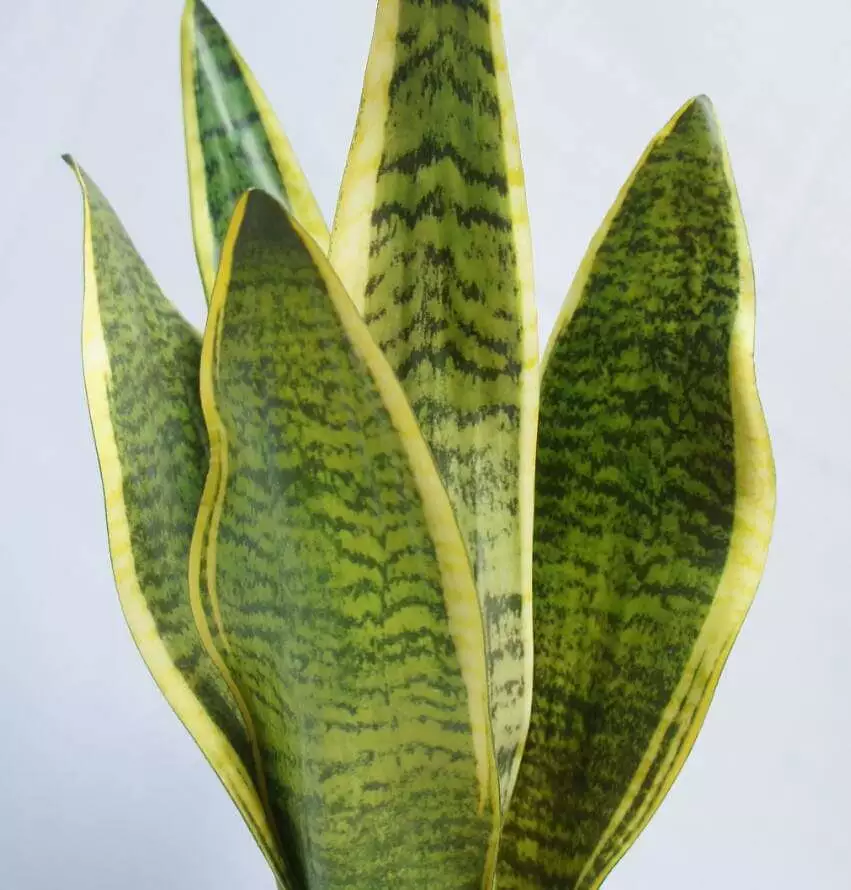 Artificial Snake Plant, 45 CM