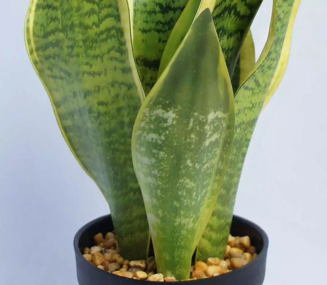 Artificial Snake Plant, 45 CM