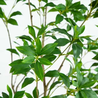 Popular Artificial Pieris Japonica Tree, 210CM