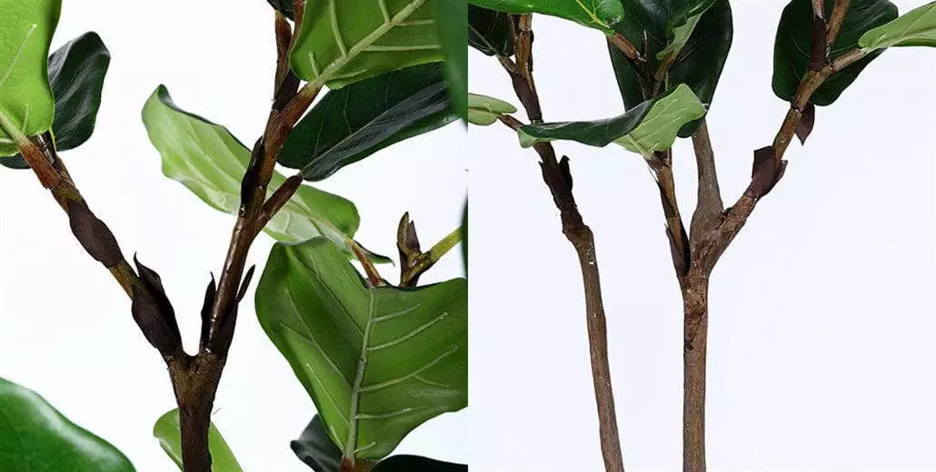 Ficus lyrata (Fiddle Leaf Fig Tree) - One of the most popular decor