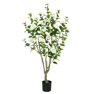 Camellia Tree with Flowers(KD), 150cm