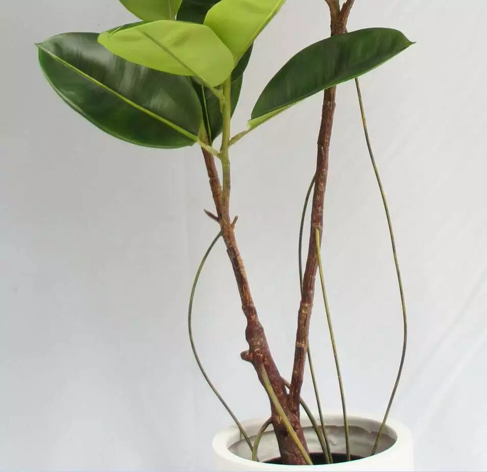 Artificial Rubber Plant 2 Twigs, 150 CM