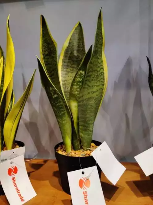 2020 Newest Artificial Snake Plant
