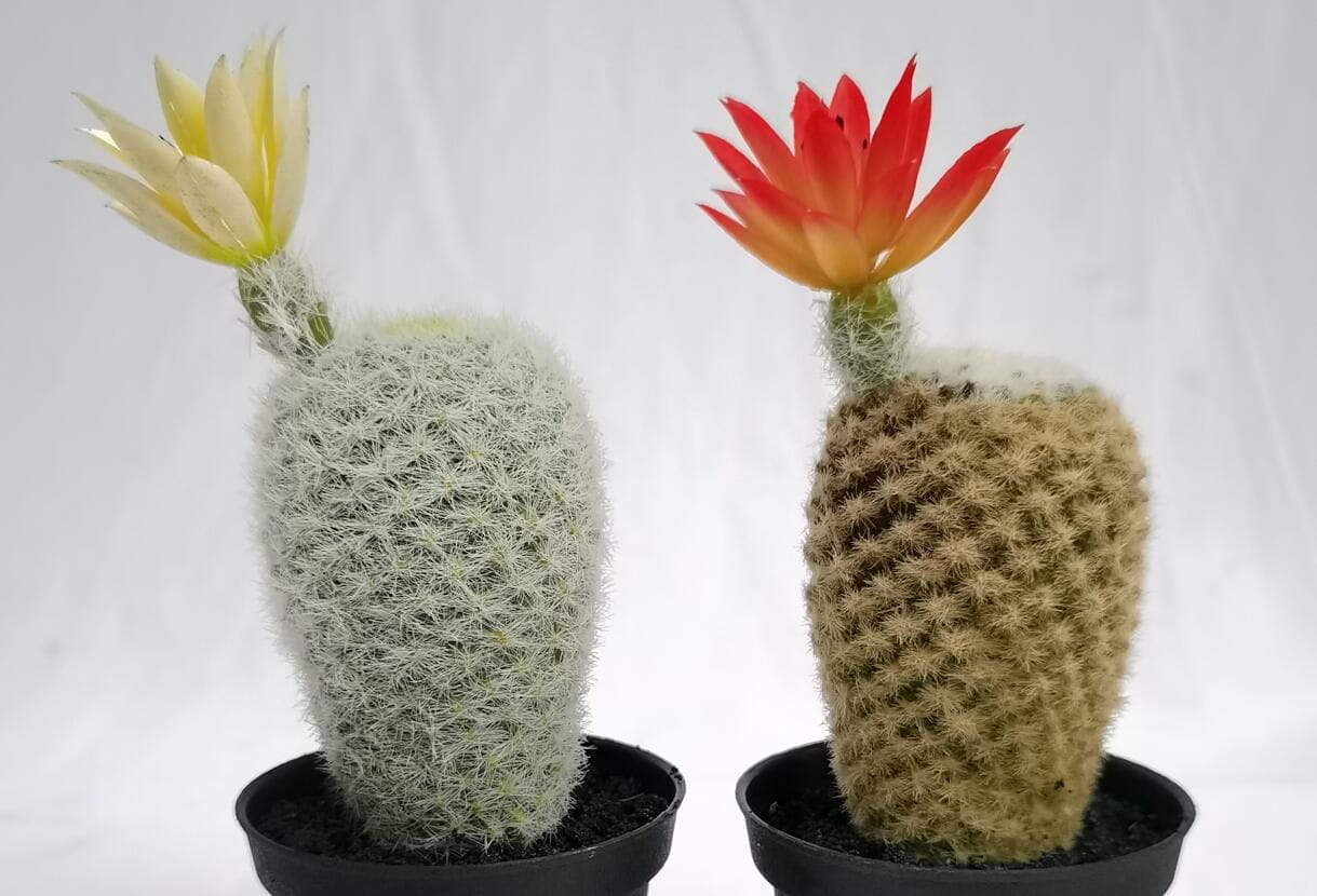 Succulent Plant Faux Tabletop Plants Succulent Plant Faux Tabletop Plants