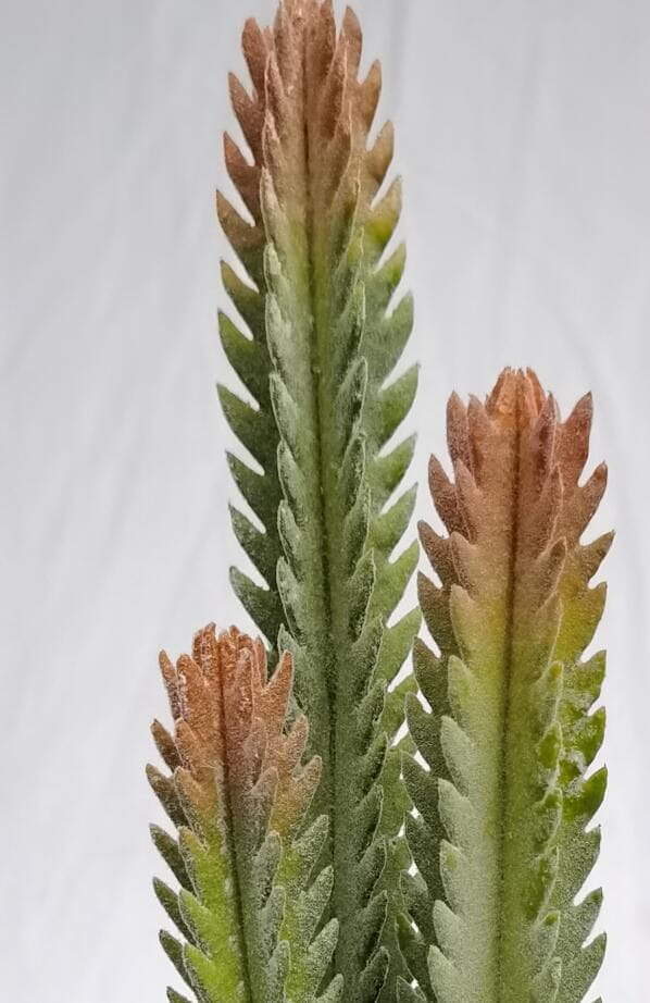 Succulents Decor