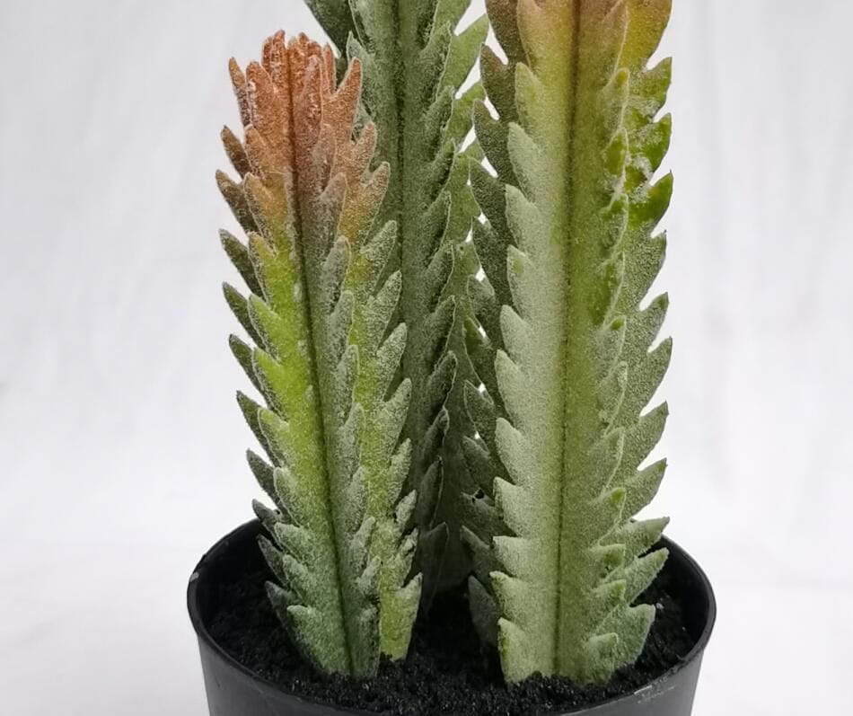 Succulents Decor