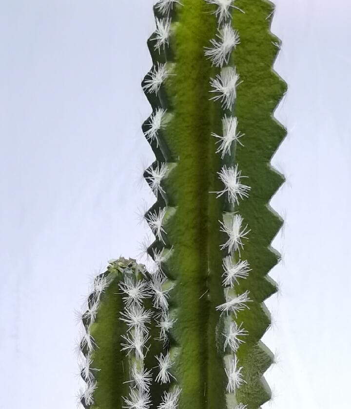 Succulents Plant Decor Succulents Plant Decor