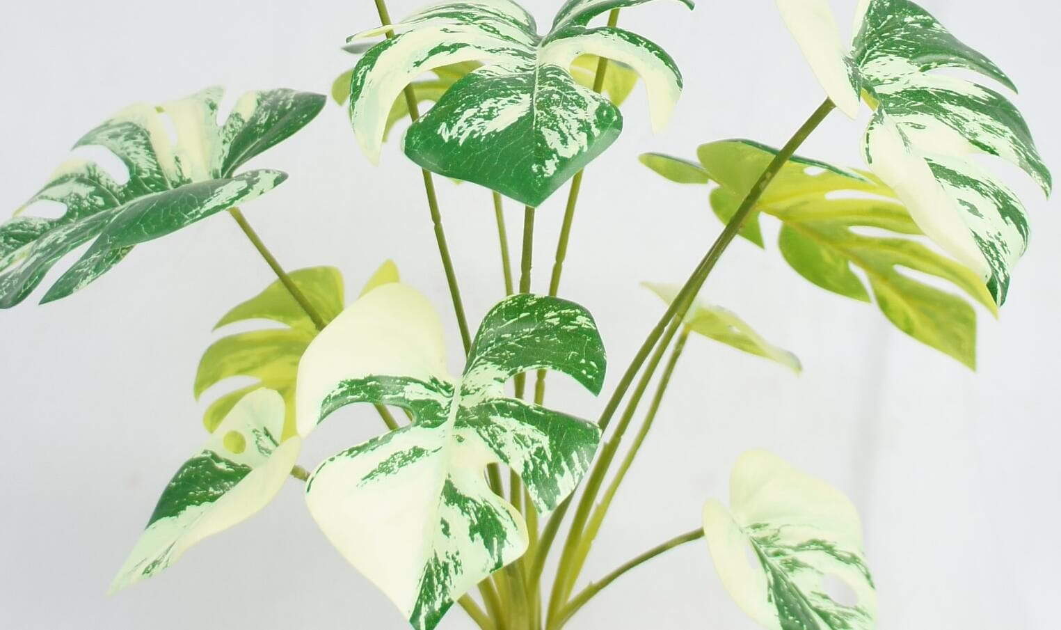 Swiss Cheese Plant, 51 CM Swiss Cheese Plant, 51 CM