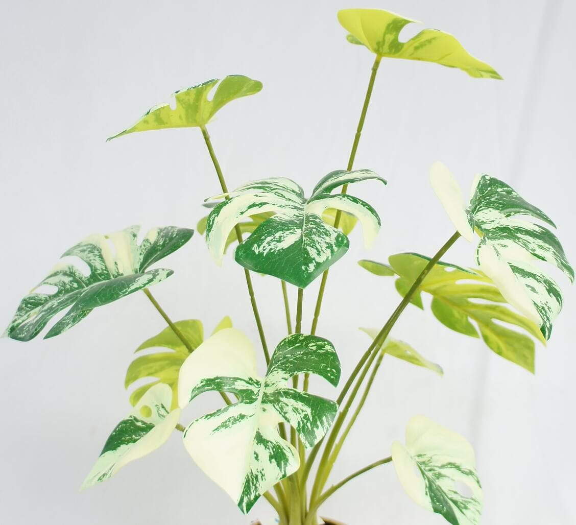 Swiss Cheese Plant, 51 CM Swiss Cheese Plant, 51 CM