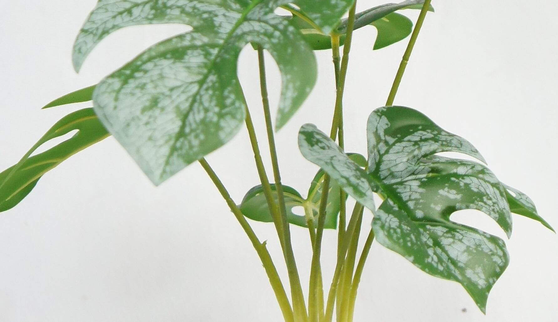 Swiss Cheese Plant Potted, 40 CM Swiss Cheese Plant Potted, 40 CM